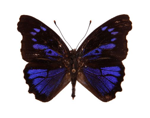 Cerautola miranda male UPS set